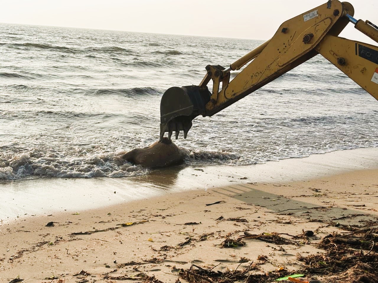 மன்னார் சௌத்பார் கடற்கரையில் உயிரிழந்த நிலையில் கரை ஒதுங்கிய மாடுகள்!