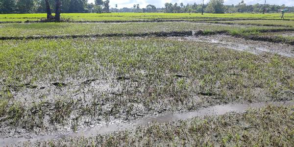வெள்ள அனர்த்தம் காரணமாக வவுனியாவில் நெற்செய்கை பாதிப்பு!