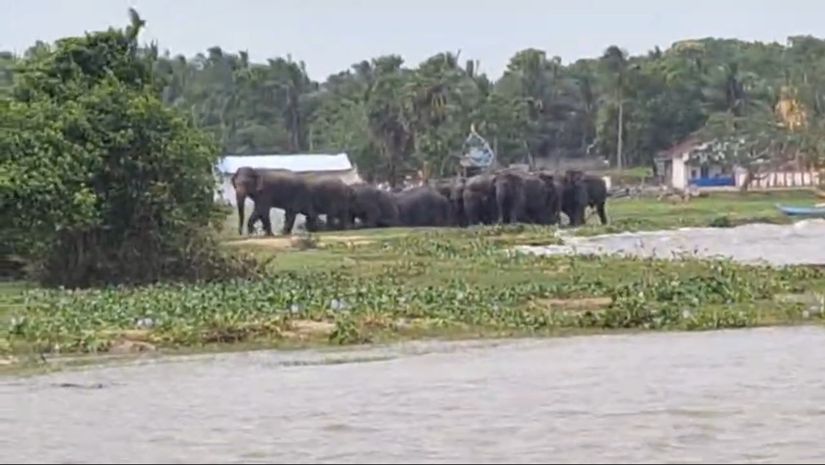 மகிழவெட்டுவான்கிராமத்திற்குள் நுழைந்த 20 மேற்பட்ட காட்டு யானைகள் !