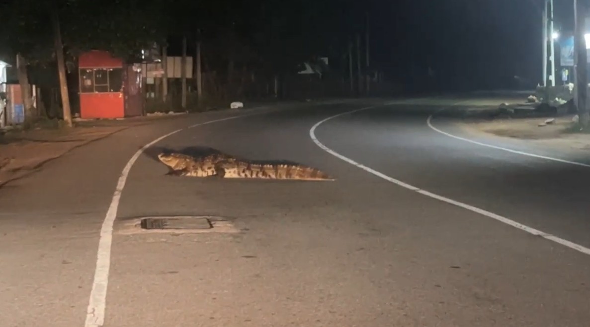 மட்டக்களப்பில் மக்களை அச்சறுத்திவரும் இராட்சத முதலை!