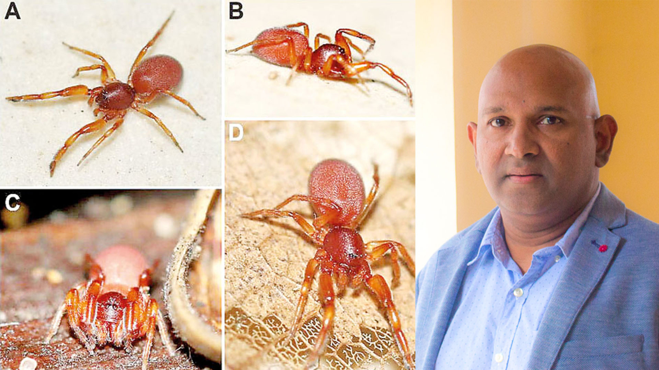 ஆறு புதிய சிலந்தி இனங்கள் இலங்கையில் கண்டுபிடிப்பு!