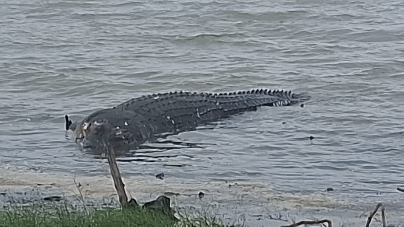 மக்களை அச்சுறுத்திவந்த முதலை சடலமாக மீட்பு!