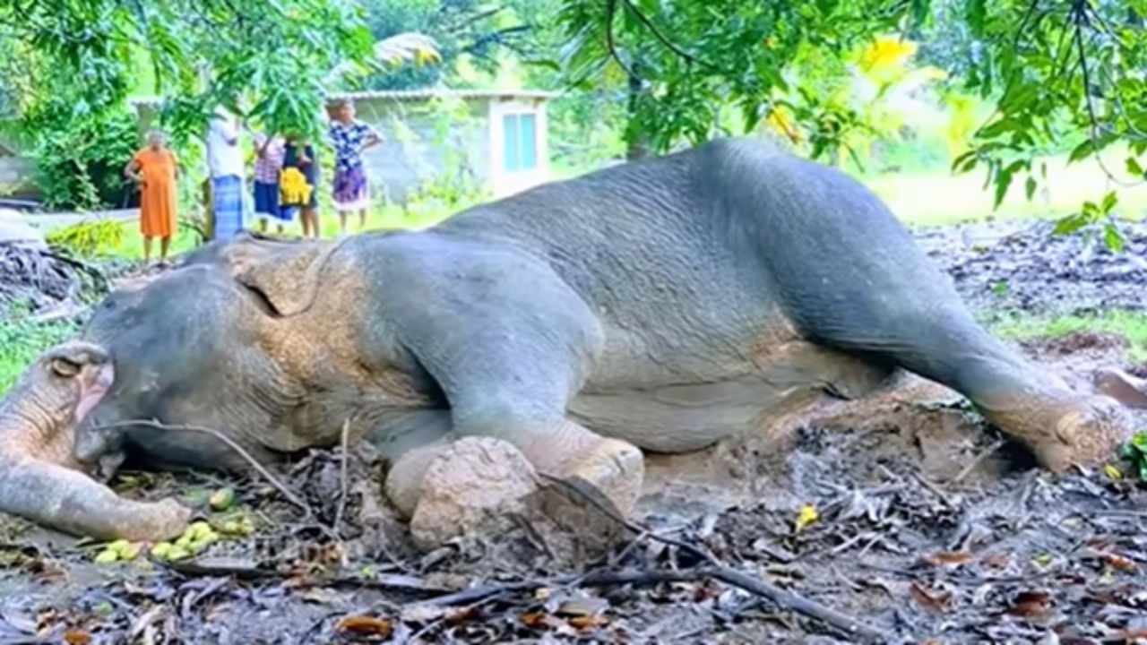தீக்காயங்களால் பரிதாபமாக உயிரிழந்த யானை; மூவர் கைது!