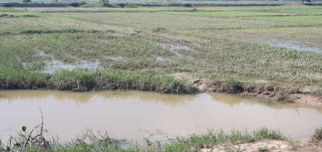 வெல்லாவெளி பகுதியில்  வயல்நிலங்கள் வெள்ளத்தில் அள்ளுண்டு போயுள்ளன-விவசாயிகள் கவலை!