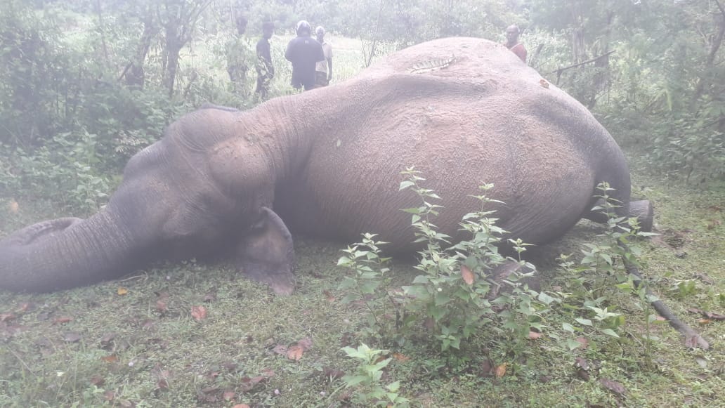 கரடியனாறு அம்பகஹவத்தை பிரதேசத்தில்யானை உயிரிழப்பு