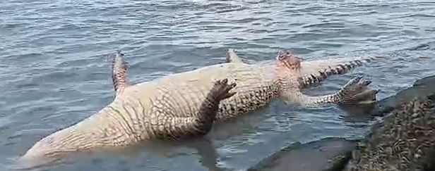 இறந்த நிலையில் கரையொதுங்கியுள்ள இராட்சத முதலை