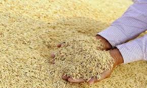 விதை நெல் உற்பத்திப் பண்ணைகளை வெற்றிகரமாக முன்னெடுத்துச் செல்லும் நோக்கில், விசேட திட்டம் !