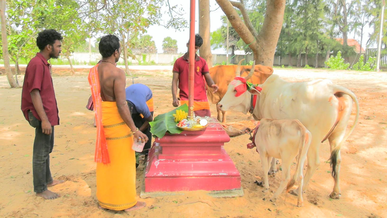மட்டக்களப்பு மாவட்டத்தில் விசேட பட்டிப்பொங்கல் பூஜை வழிபாடுகள்