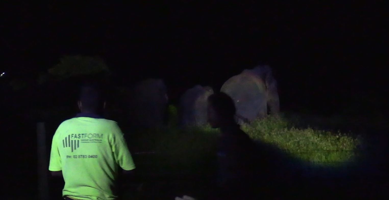 மட்டக்களப்பு வவுணதீவு பகுதியில் யானைகளை வெளியேற்றும் நடவடிக்கைகள்