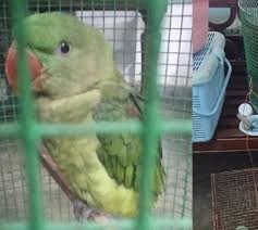 கிளிகளை பிடித்து விற்பனை செய்ய முயன்றவர்களுக்கு தண்டப்பணம்!