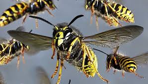 பிரவுன்லோ தேயிலைத் தோட்டத்தில் குளவித் தாக்குதல்