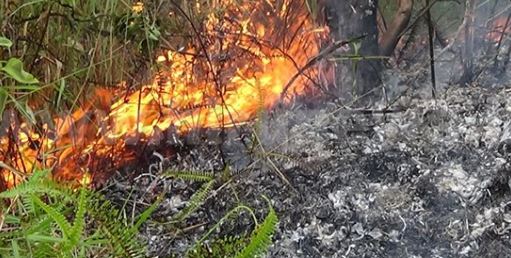 செனன் பெருந்தோட்டப் பகுதியில் காட்டுத்தீ