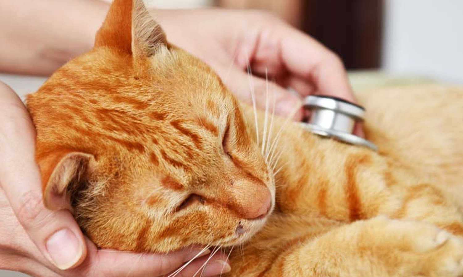 நோய்வாய்ப்பட்ட பூனைக்கு அறுவை சிகிச்சை செய்ய மறுப்பு