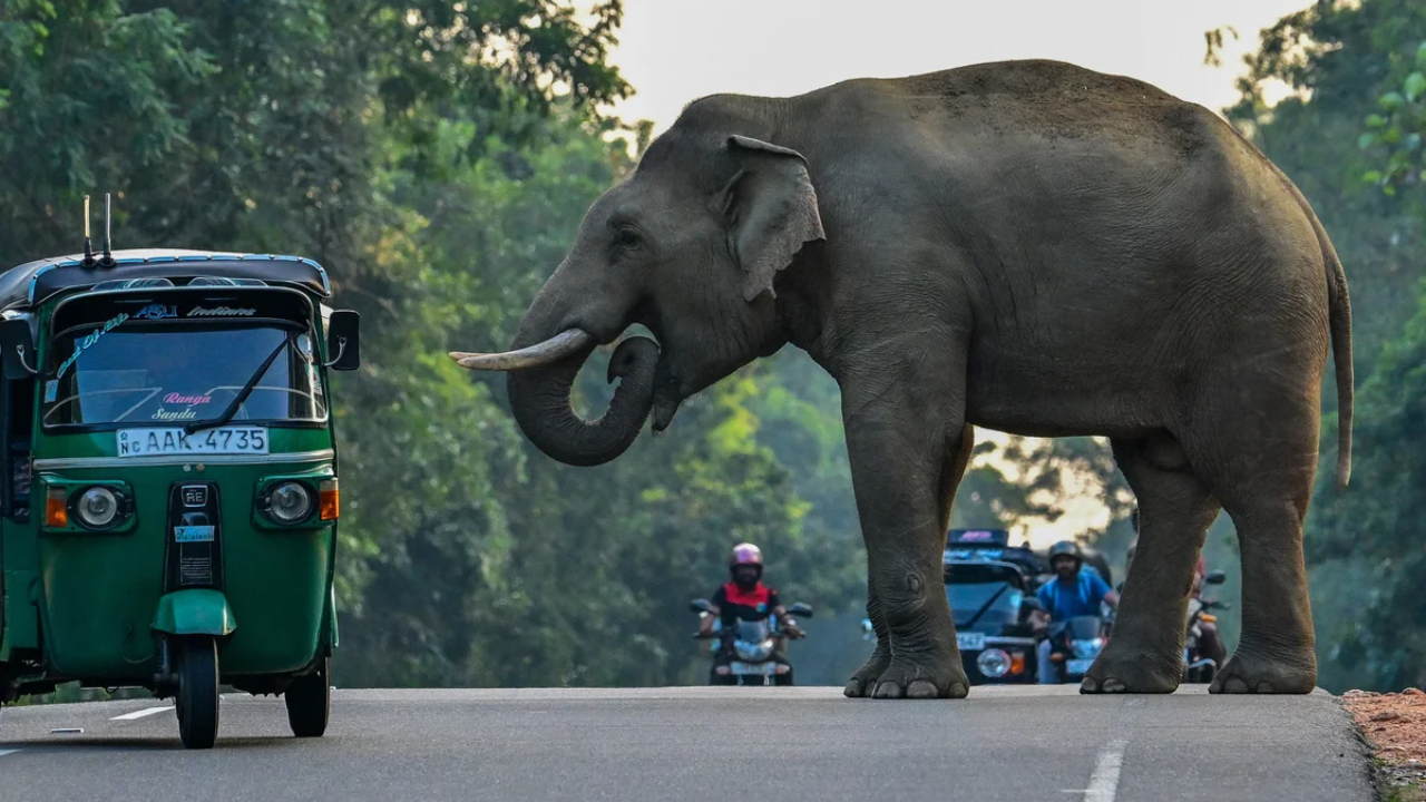 காட்டு யானை தாக்கியதில் வெளிநாட்டு சுற்றுலா பயணி உயிரிழப்பு!