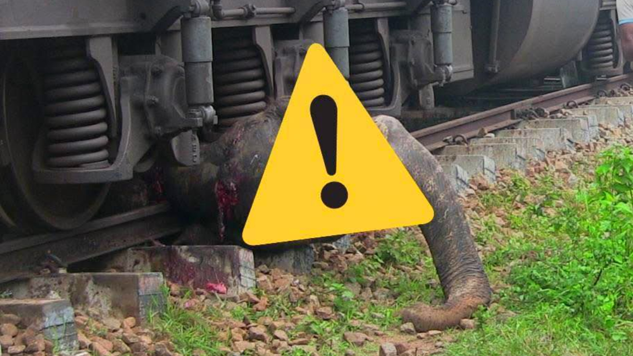 ரயிலுடன் மோதுண்டு காட்டு யானை உயிரிழப்பு!