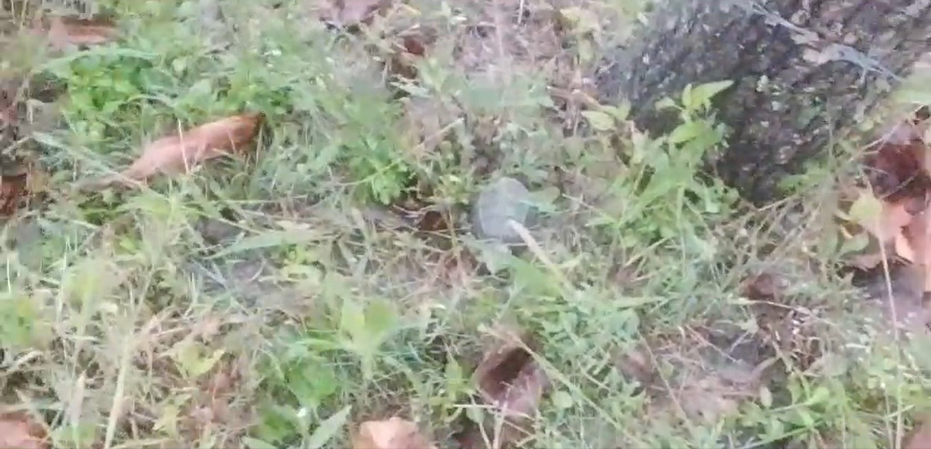 கிளிநொச்சியில் வெடிக்காத நிலையில் கைக்குண்டு ஒன்று அடையாளம்!