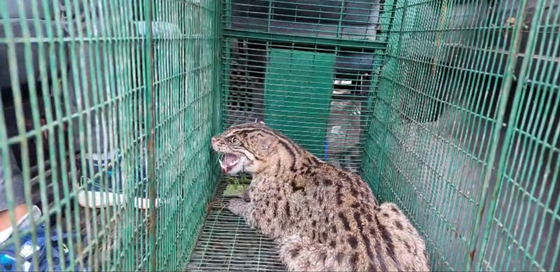 ஹட்டன்-கொழும்பு பிரதான சாலையில் வாகனத்தில் மோதிய குட்டி சிறுத்தைப்புலி மீட்பு!