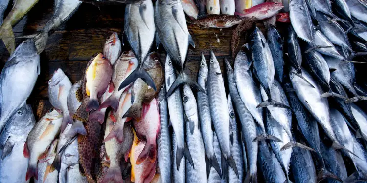 சந்தையில் மீன்களின் விலையில் அதிகரிப்பு!