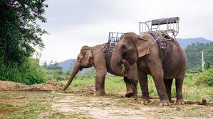 இந்தோனேசியாவில் யானை சவாரிக்கு தடை