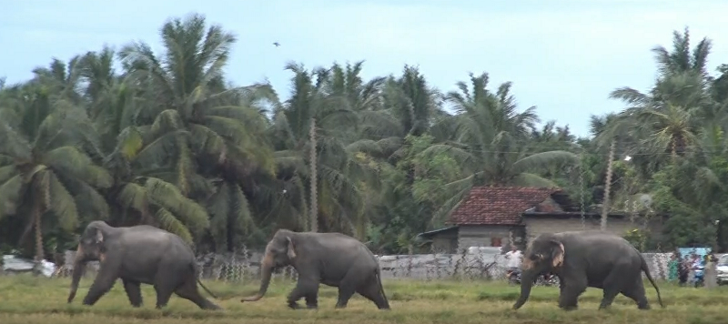மட்டக்களப்பு மாநகர எல்லைக்குள் தொடரும் காட்டு யானைகள் அட்டகாசம்!