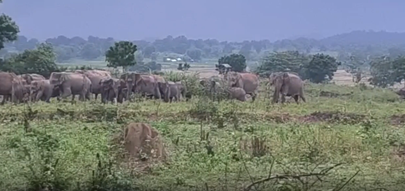 மட்டக்களப்பில் கூட்டம் கூட்டமாக  ஒதுங்கும் நூற்றுக்கணக்கான யானைகள்!
