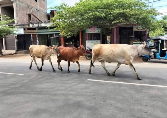 கட்டாக்காலி கால்நடைகளைக் கட்டுப்படுத்த சம்மாந்துறை பிரதேச சபை நடவடிக்கை!