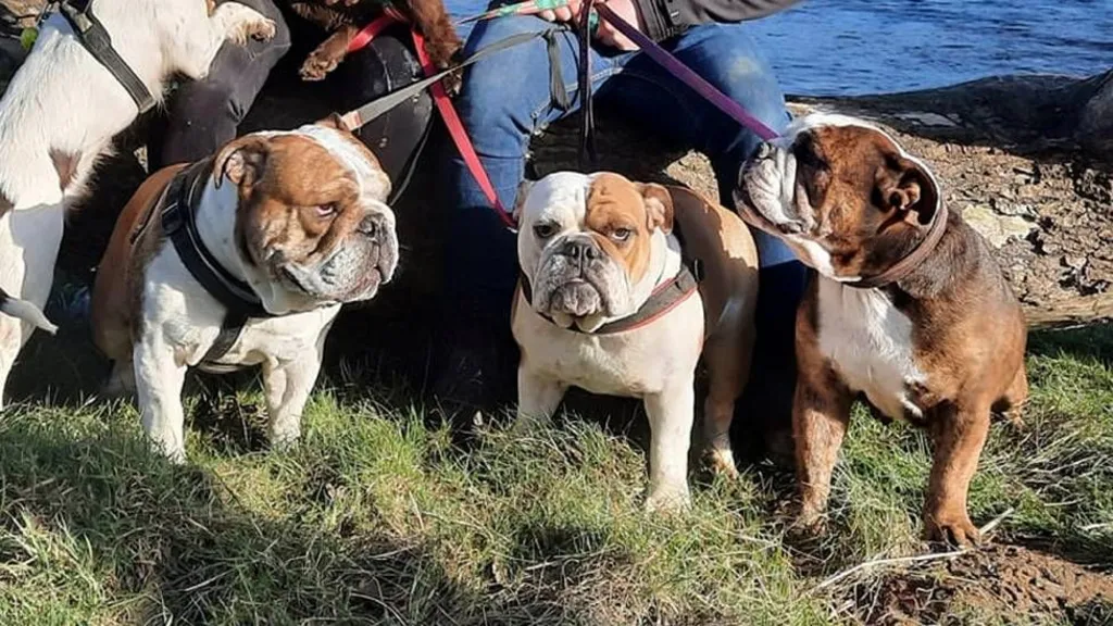 வளர்ப்பு நாய்கள் கடித்ததில் முதியவர் உயிரிழப்பு – விசாரணை அறிக்கையில் வெளியான உண்மை!