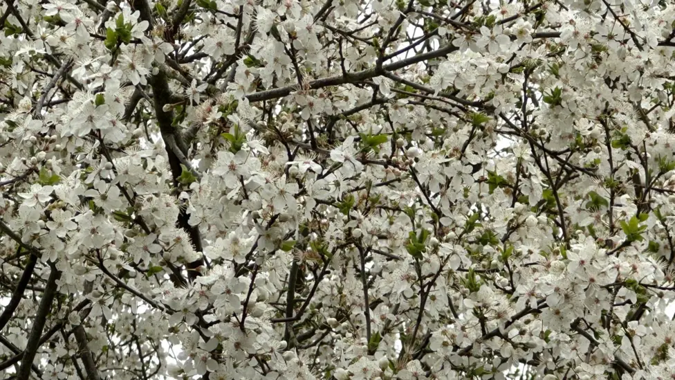 19°C வெப்பநிலையை எட்டும் பிரித்தானியா: இன்று அதிக வெப்பமான நாளாக பதிவு!