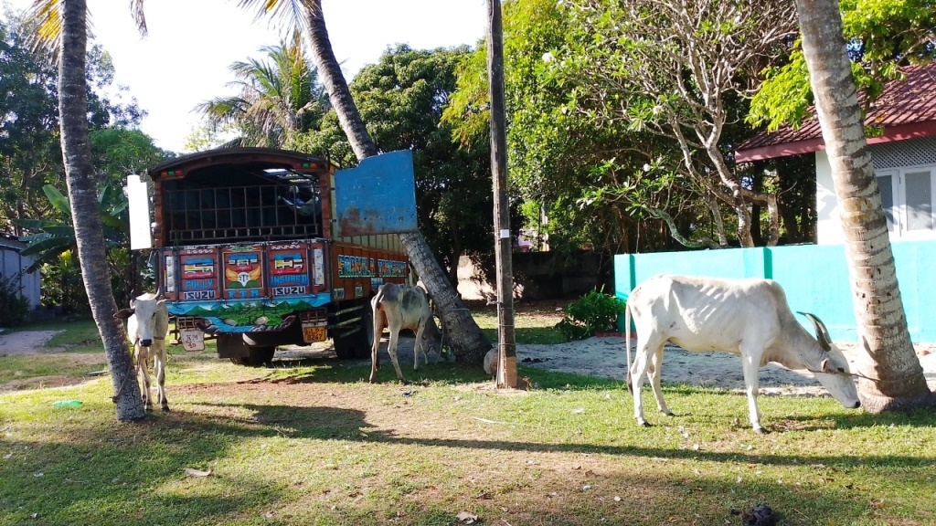 24 மாடுகளுடன் மீட்கப்பட்ட  கனரக வாகனம் குறித்த விசாரணை முன்னெடுப்பு