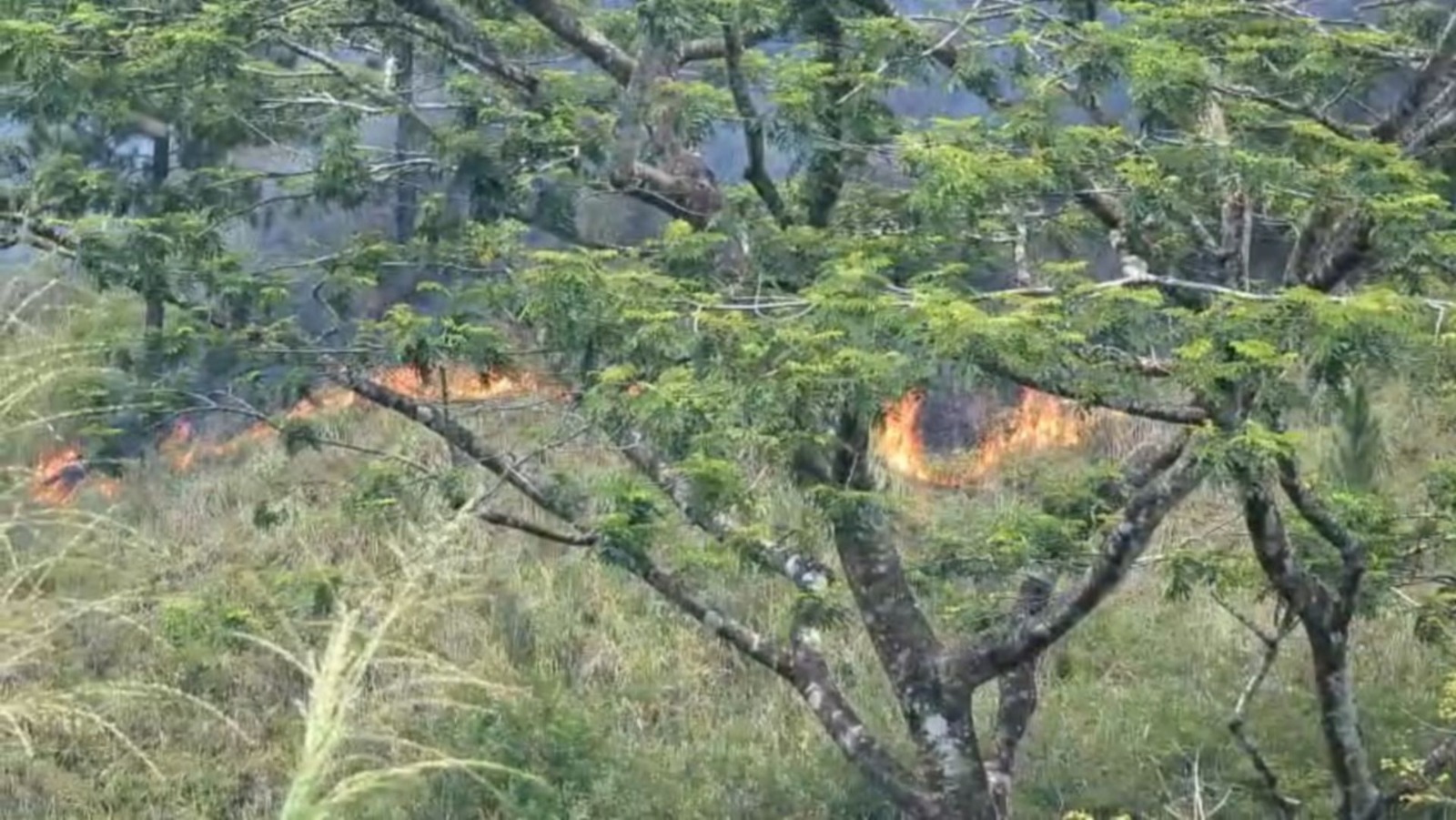 கினிகத்தேன பகுதியில் காட்டுக்கு தீ வைப்பு.