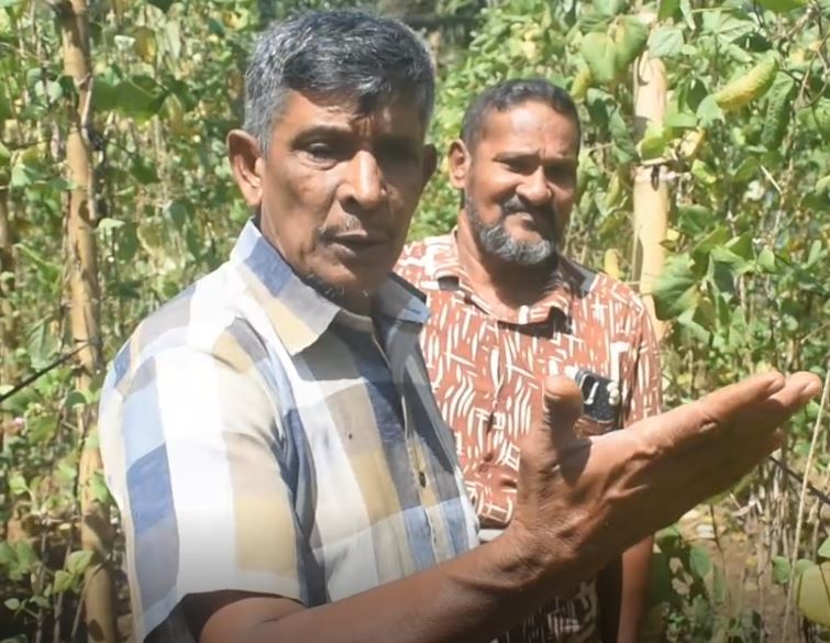 பயிர்களில் தீவிர நோய்த்தாக்கம்-அதிகரிகளின் உதவியை நாடியுள்ள விவசாயிகள்