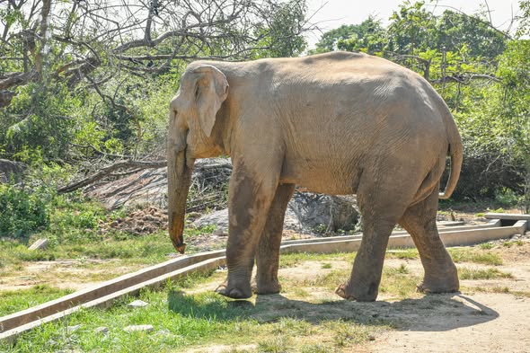 துப்பாக்கிச் சூட்டில் காயமடைந்த காட்டு யானைக்கு சிகிச்சை அளிக்க கடற்படை உதவி!