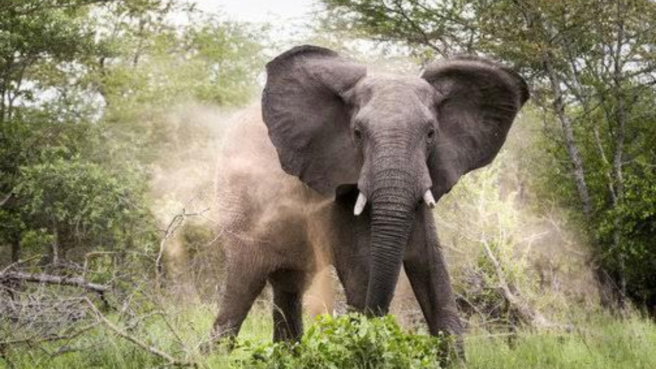 காட்டு யானை தாக்குதலுக்கு உள்ளாகி மூவர் மரணம்!