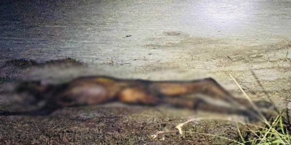 கிளிநொச்சியில் சிதைந்த நிலையில் சடலம் ஒன்று மீட்பு !