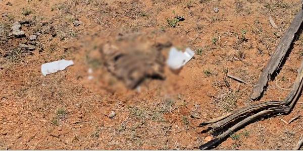 “மனித உடற்பாகங்களை நாய்கள் இழுத்துச் செல்லும் அவலம்”: மன்னார் பதப்படுத்தும் நிலையத்திற்கு சீல் வைக்க உத்தரவு!