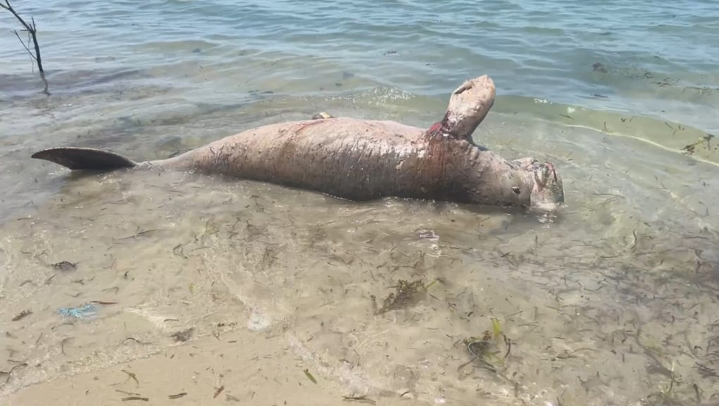 மன்னார் கடற்கரையில் சடலமாக மீட்கப்பட்ட அரிய வகை கடல் வாழ் உயிரி!