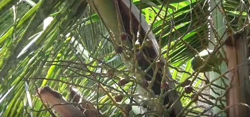 மட்டக்களப்பு  மாவட்டத்தில் நிலவும் அதிக உஷ்ணம் காரணமாக விவசாய நடவடிக்கைகள்  பாதிப்பு