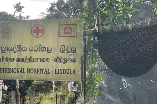 தோட்டத் தொழிலாளர்கள் குழு மீது குளவித் தாக்குதல் – ஒருவர் உயிரிழப்பு!