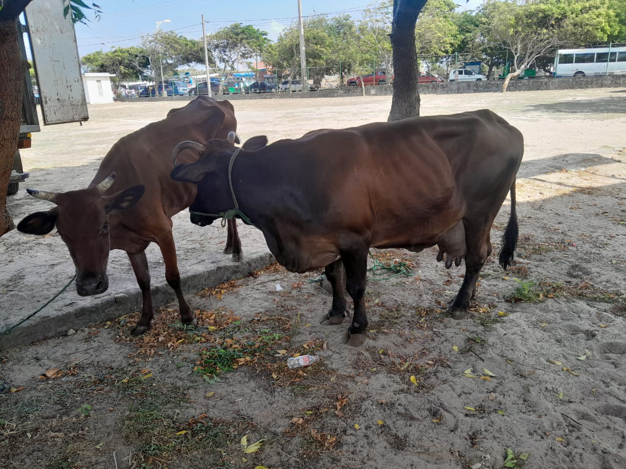 யாழ்ப்பாணத்தில் சட்டவிரோத மாடறுப்புக்கூடம் முற்றுகை: 4 மாடுகள் மீட்பு; ஒருவர் கைது!