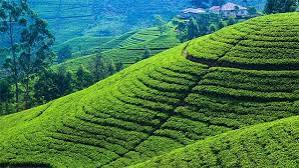 நுவரெலியாவில் 1,500 ஹெக்டேர் வன நிலம் பாதுகாக்கப்பட்ட பிரதேசமாக அறிவிப்பு: வர்த்தமானி வெளியிட தீர்மானம்!