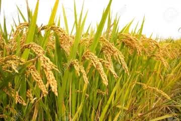 விநாயகபுரத்தில் நெல் விற்பனை மோசடி முறியடிப்பு